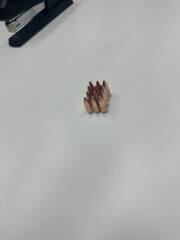 Bullet .223 rem 55-grain FMJ (M193)