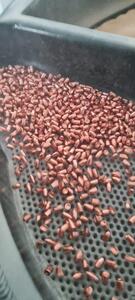 Copper-Plated Projectile 9mm (5.56, 7.62 Available)